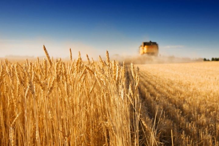 С/г підприємство 610 га у Березівському районі Одеської області
