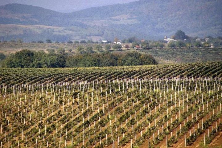 С/г підприємство 1400 га в Березаньскому р-ні Миколаївської області