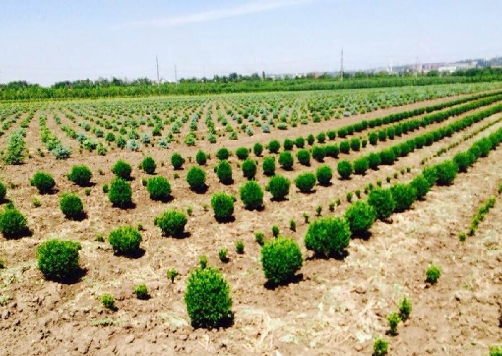Agricultural enterprise of 850 hectares in Ivanovsky district 