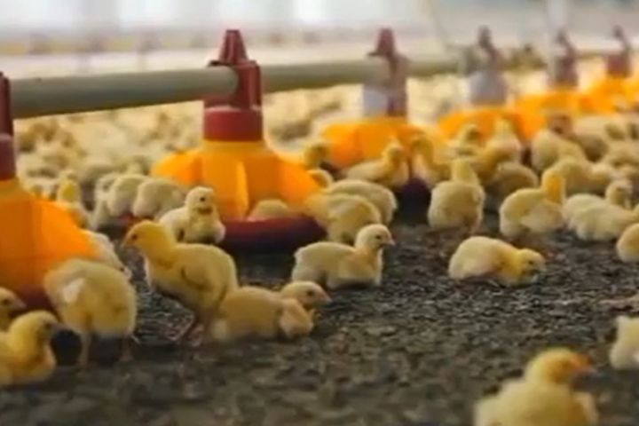 ДІЮЧИЙ БІЗНЕС. Сучасна птахофабрика в Чернівецькій області